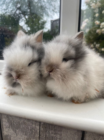 Beautiful purebred double maned lion heads