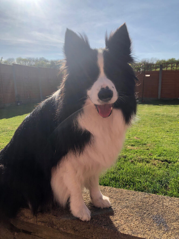 Pedigree border collie female