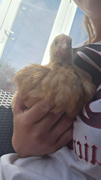 Young male cockerel for sale