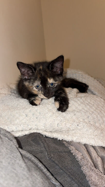 Female kitten