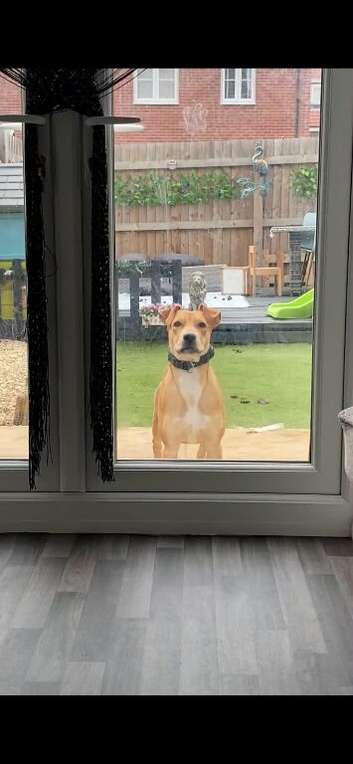 Intelligent active staffy X Malinois pups
