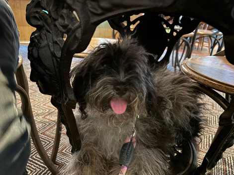 6 month old male