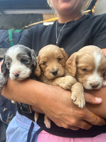 Beautiful cockapoo puppies