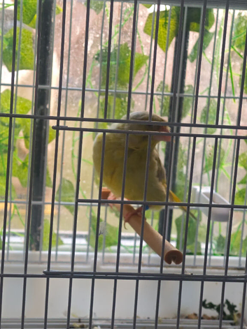 Greenfinch