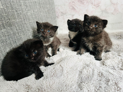 Kittens half Russian blue