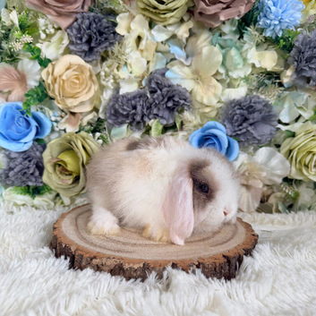 Vaccinated Mini Lop girl