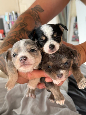 Beautiful Chihuahua Puppies &ndash; 2 Available