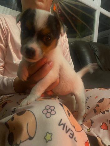 Jack Russell pups