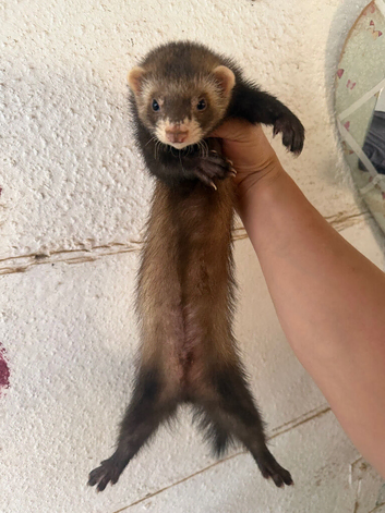 Semi angora male
