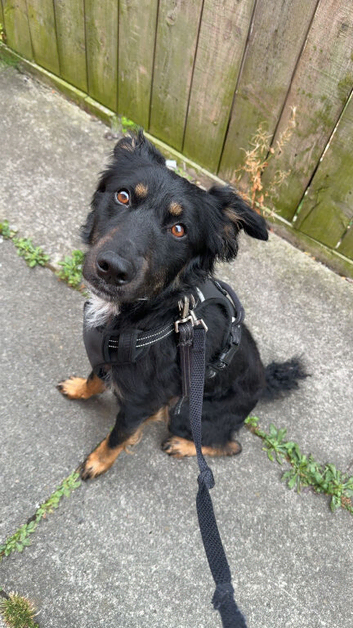 Border collie