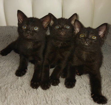 Domestic house kittens
