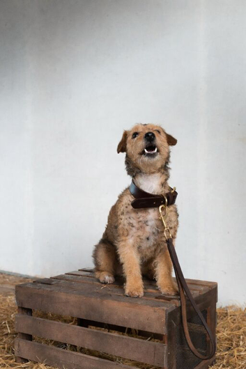 Poodle x terrier