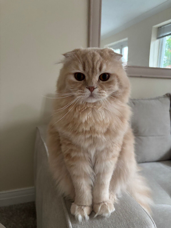 Beautiful Scottish fold longhair