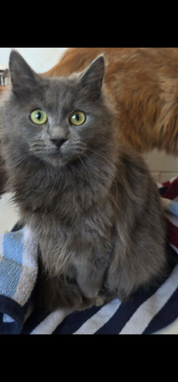 Male cat
