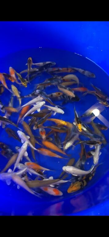 3-4 inch Koi