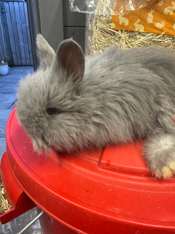 Full face English Angora
