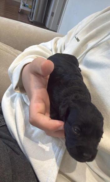 Cockapoo Puppies