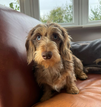 Kennel club registered wire haired miniature dachshund