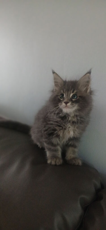 Pedigree maine coon kitten