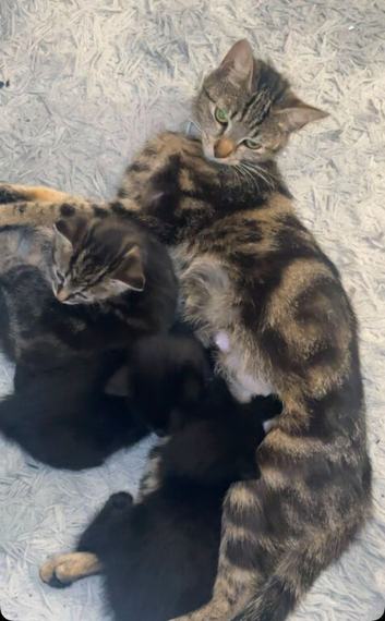 Gorgeous kittens