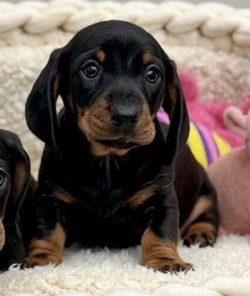 Gorgeous miniature dachshund puppies
