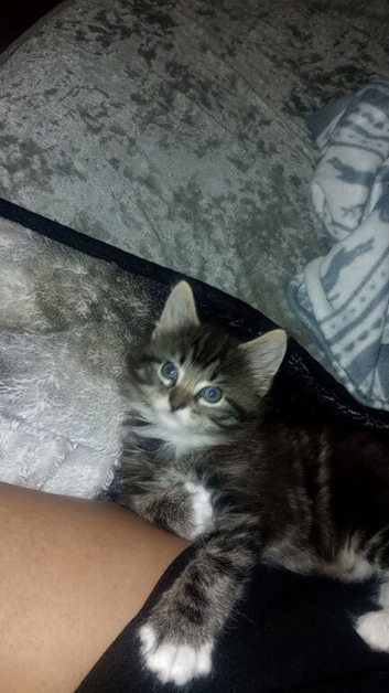 Female tabby long haired