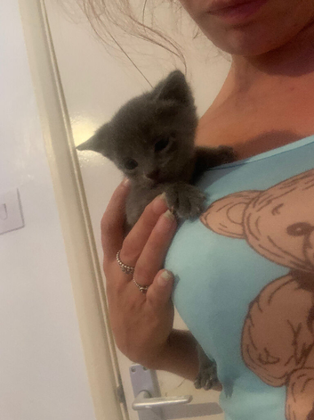 4x kittens