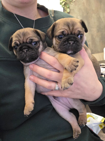 Pug puppies