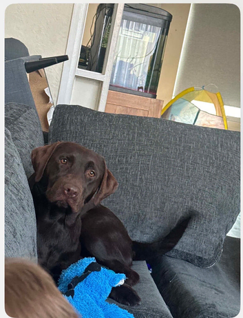 Chocolate Labrador, Belle.