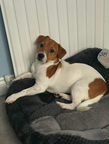Male Jack Russell