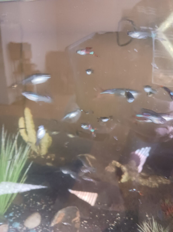 Guppies for sale