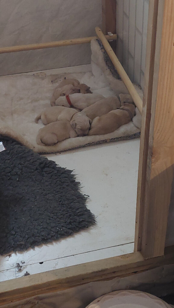 Puppies