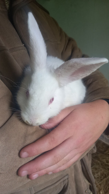 Reduced from &pound;100 to &pound;35 were New Zealand whites, so I find my forever home.