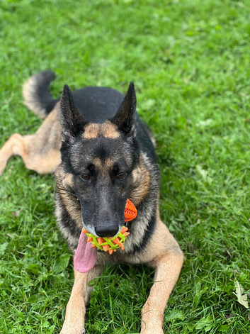 Male German Shepherd