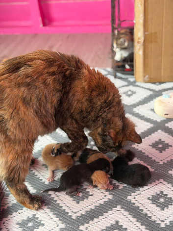 Kittens for sale