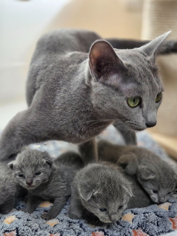 Tica registered pedigree Russian Blue kittens