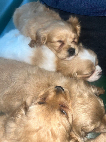 Beautiful cavapoo pups