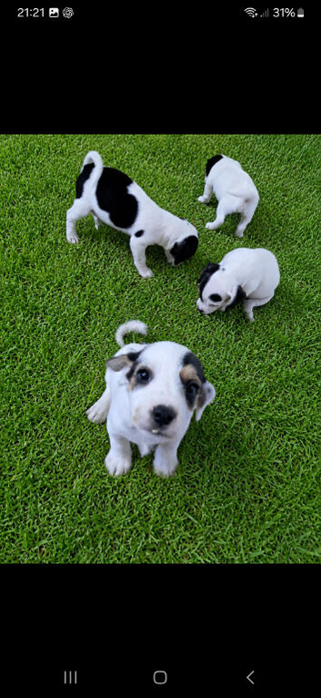 Beautiful jackapoo x jack russle puppy's