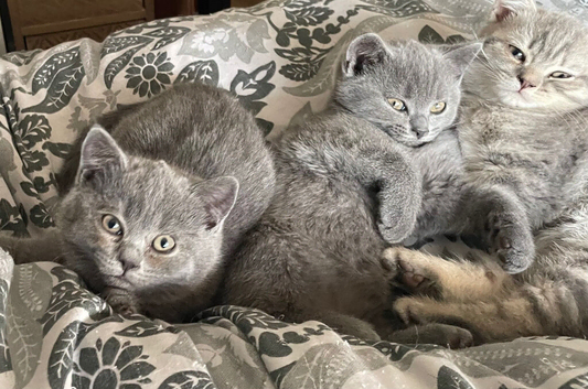 British shorthair kittens for sale