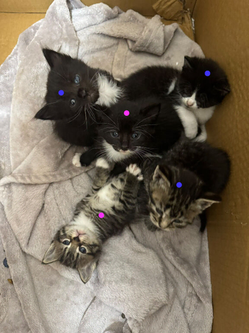 Tabby/domestic Kittens
