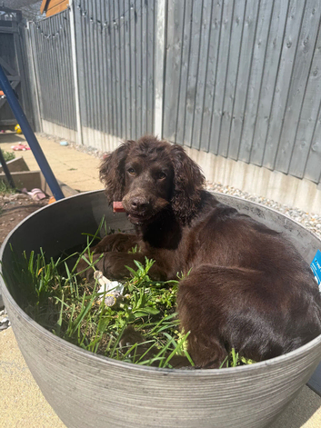 meet Rosie x