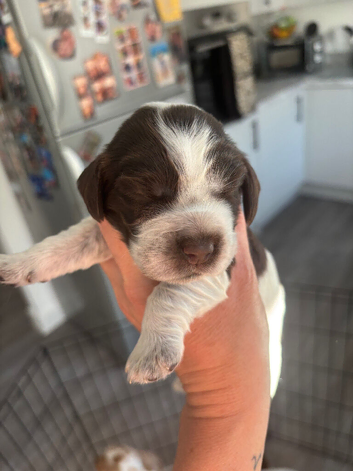 Show cocker puppies