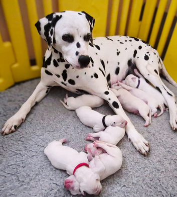**Exceptional Show Quality KC Dalmatian Litter**