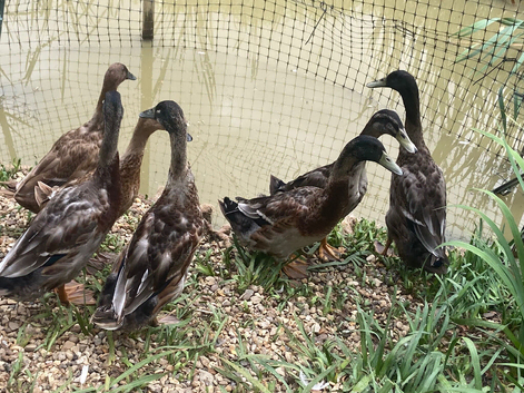Trio of young Indian Runner Ducks