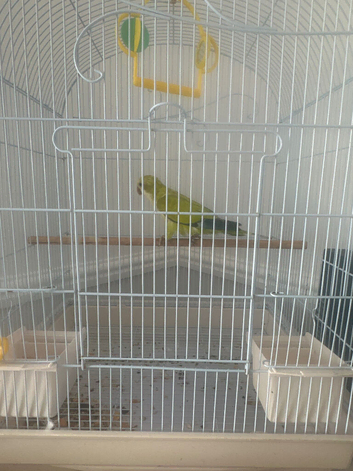3 months old Quaker and cage