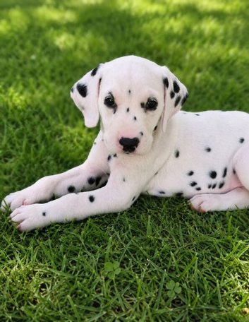 Exceptional Show Quality KC Dalmatian Litter