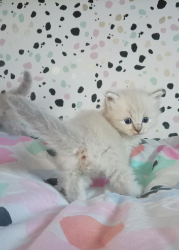 Champion bred GCC Registered male ragdoll kittens ready to view