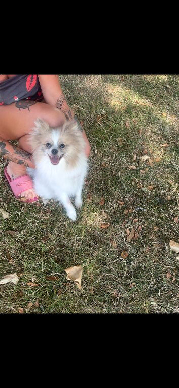 Beautiful female Pom