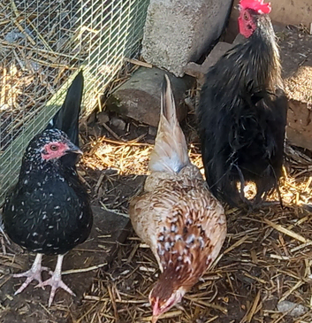 Serama females