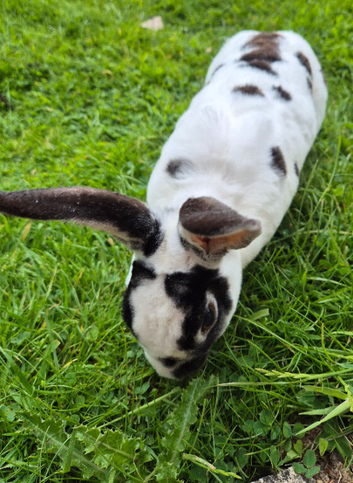 Bonded pair